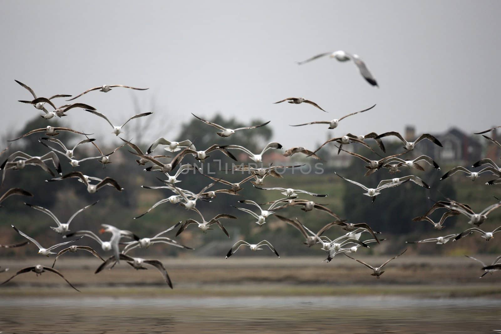 Sea Gulls Flying in a Group in a Wildlife Wetland Reserve