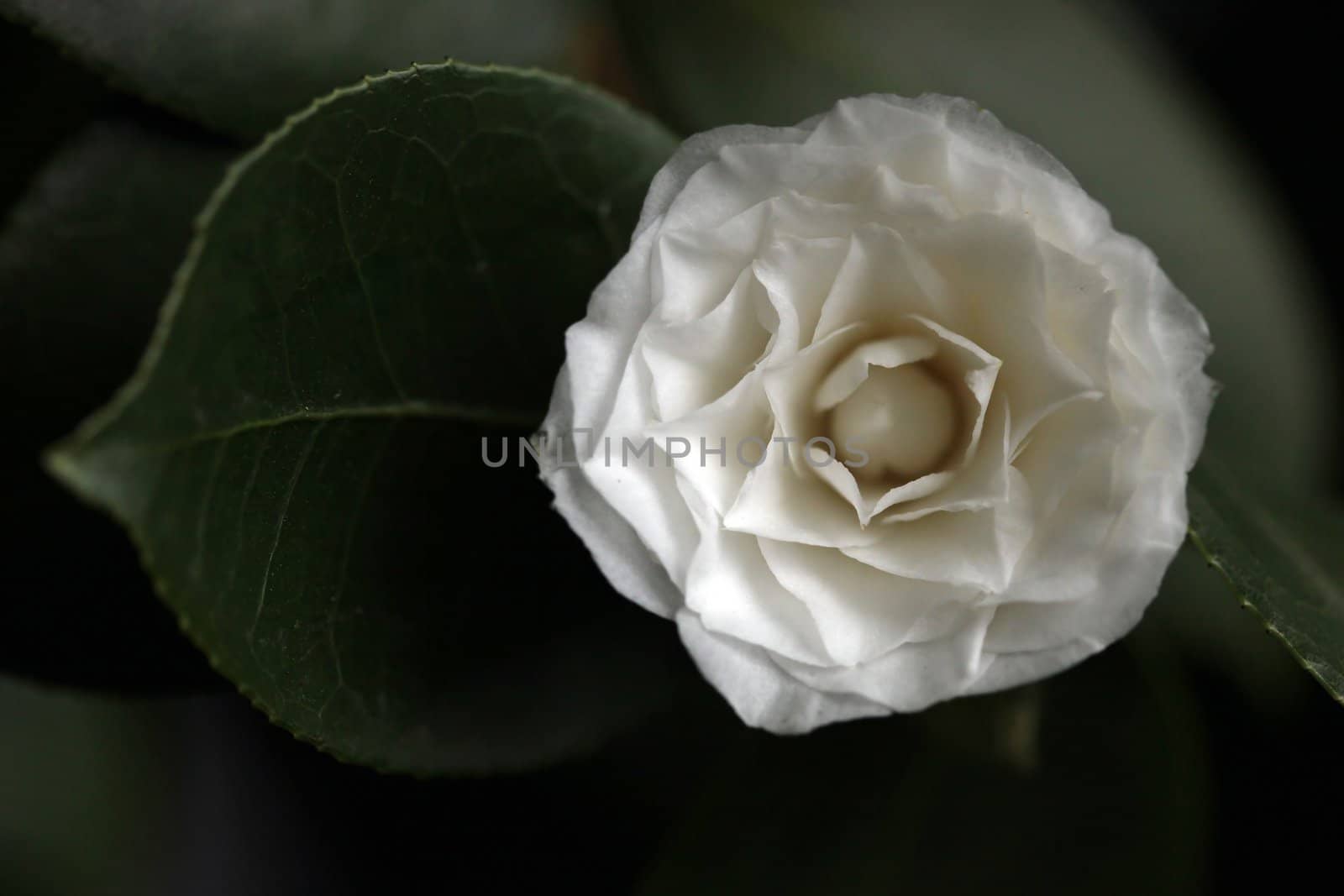 White Camelia Rose Offset With a Leaf in Soft Light