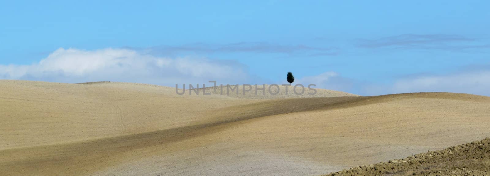 Lonely tree in the typical barren rolling hills of the landscape in Tuscany, Italy.