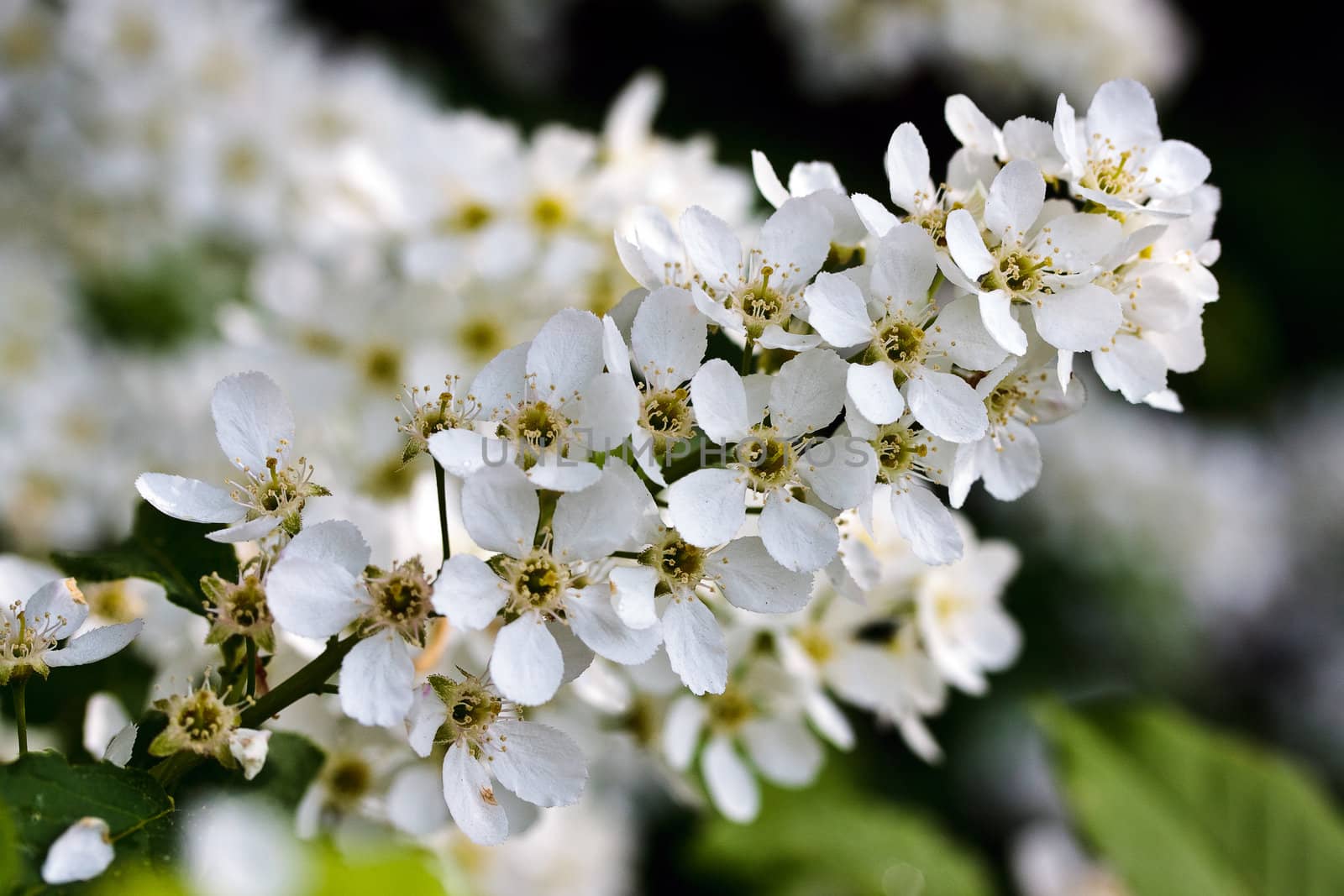 Bird-cherry branch close-up