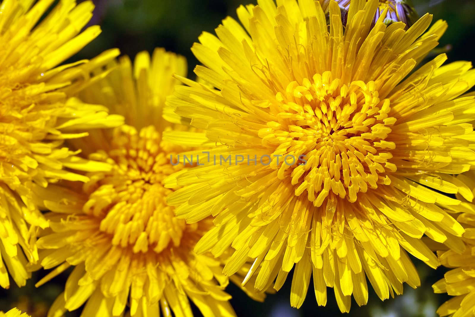 Yellow dandelion heads (Taraxacum) closeup with selected focus