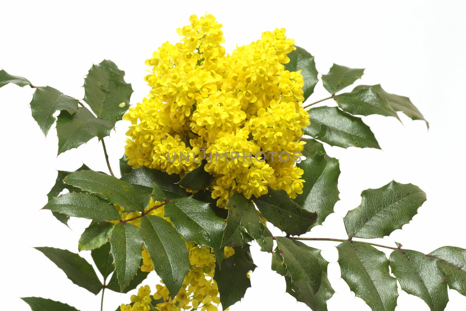 English Holly (Ilex aquifolium) Branches with clusters of bright yellow berries on bright background