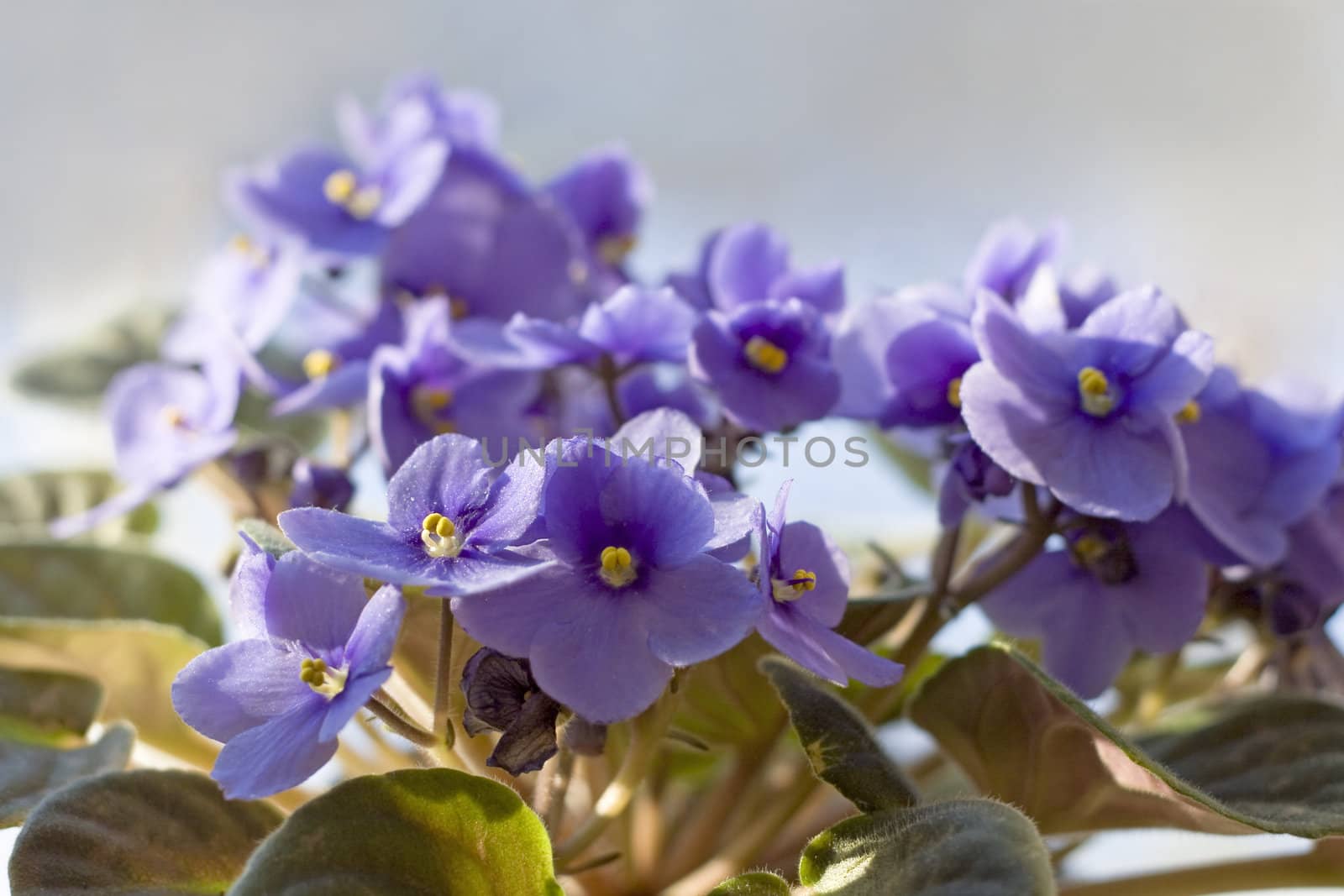 Saintpaulia - african violet by kaija