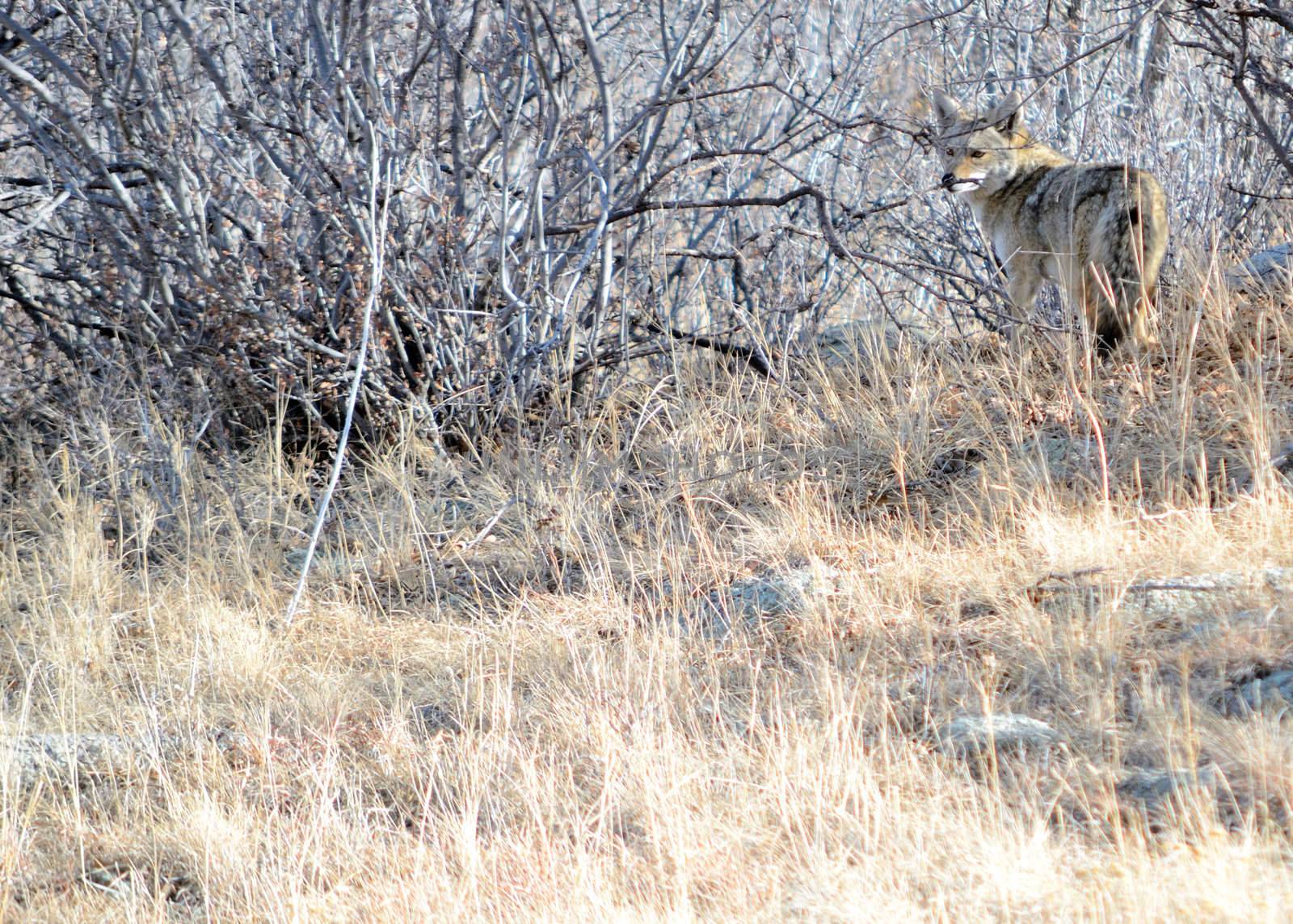Coyote in a thicket looking for the prey that got away.