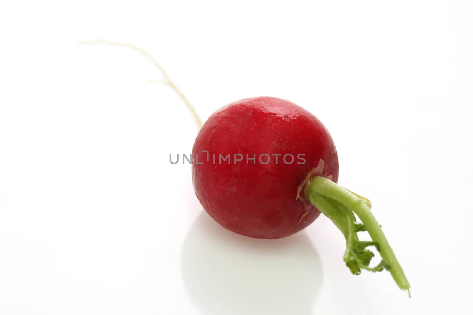 ONe fresh radish on white background