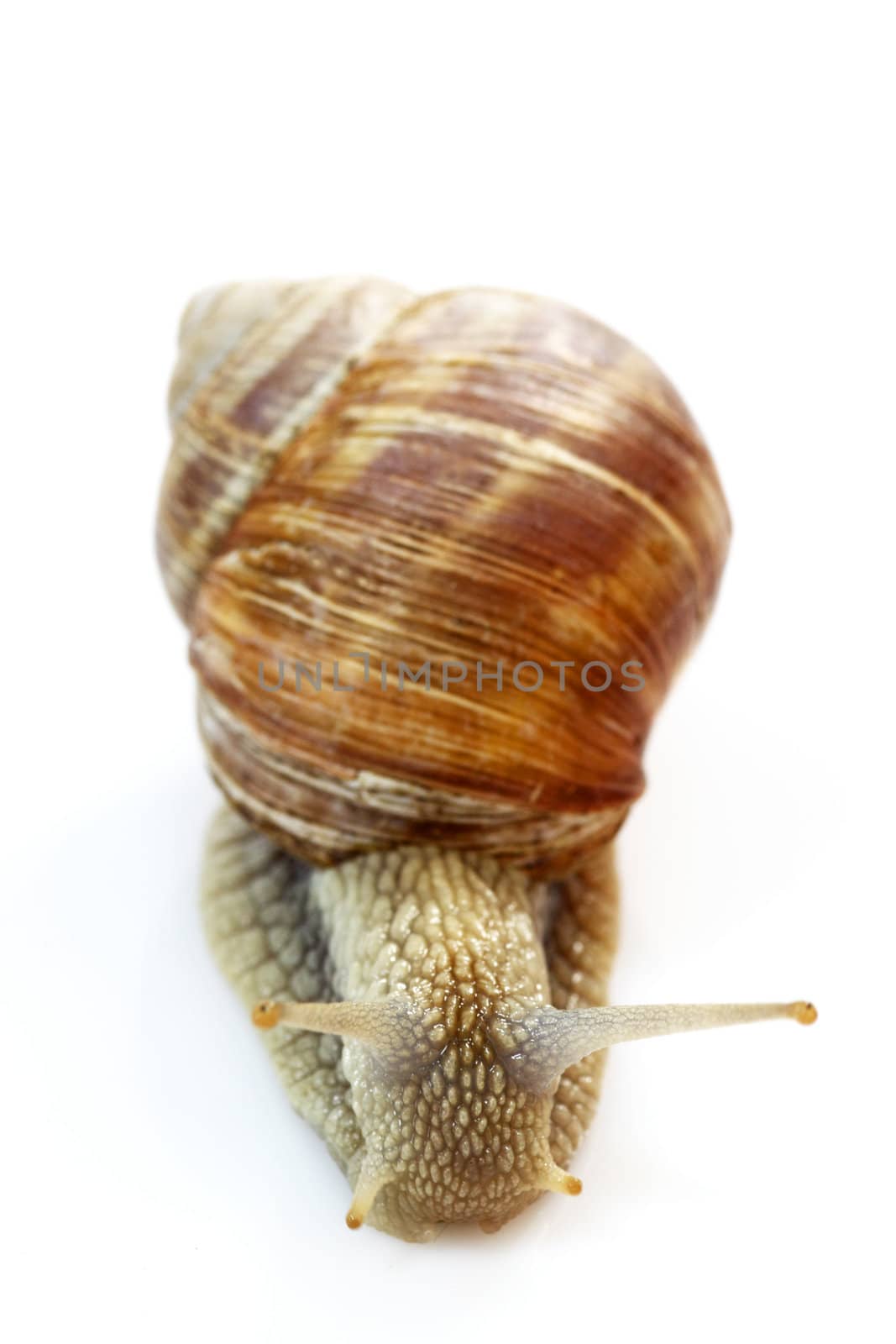 Snail with shell on bright background