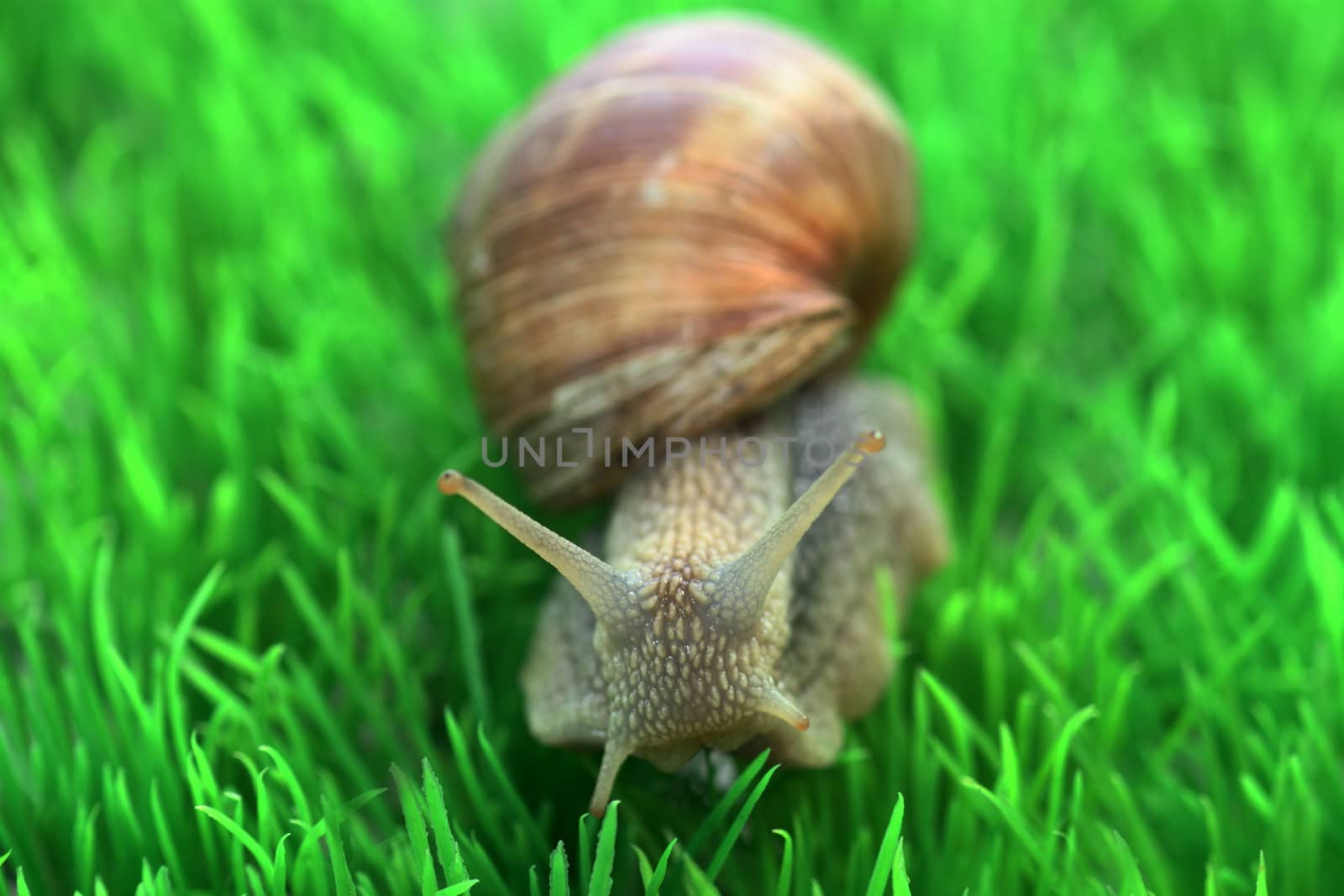 Snail with shell on green background