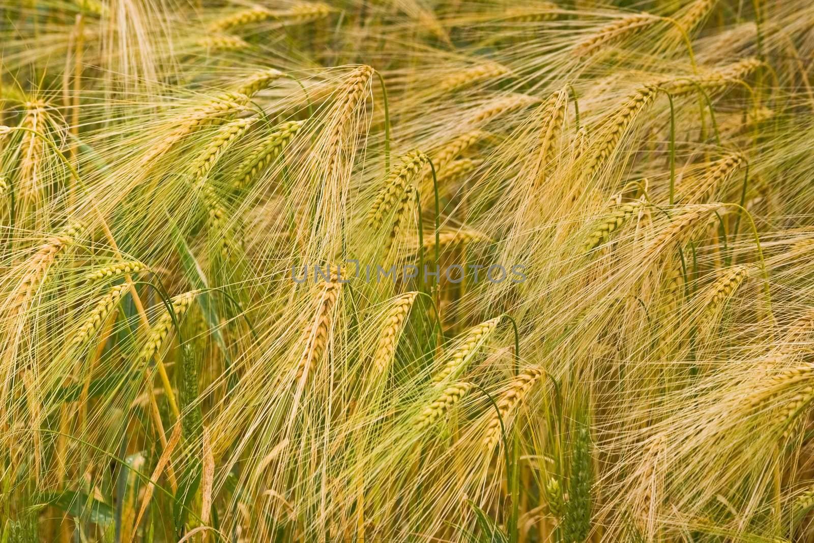 Field with riping grain in close view by Colette