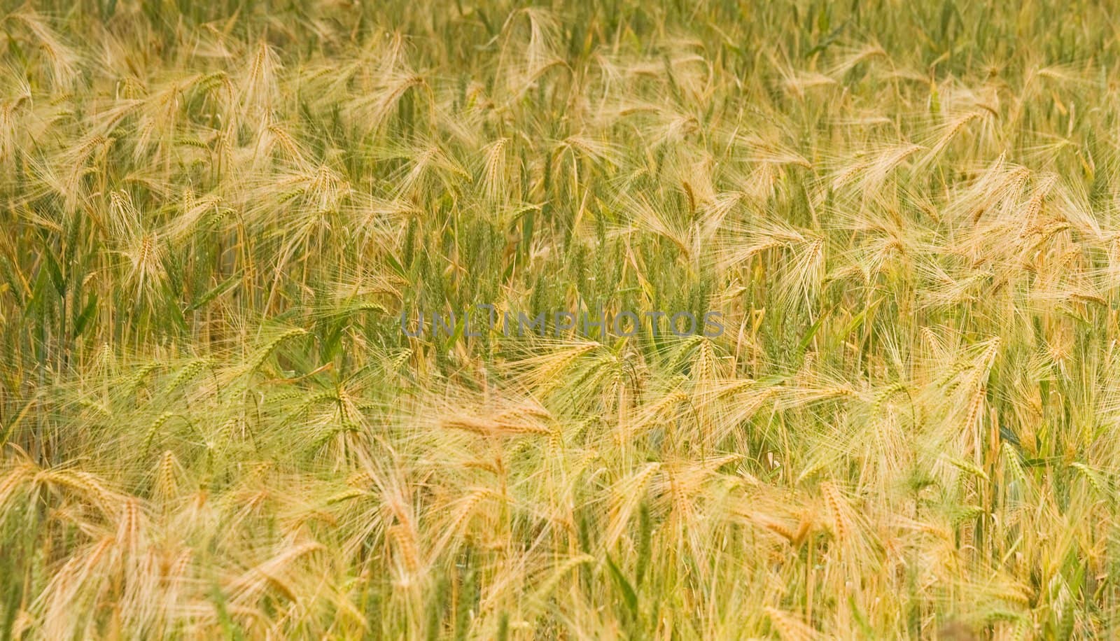 Sunshine on riping grain on the field in summer