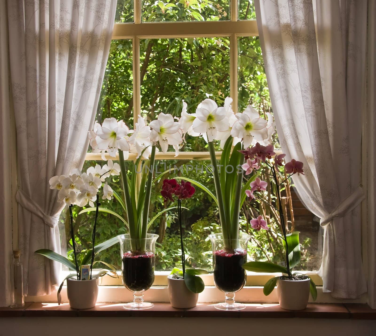 Orchids and amaryllis flowers in old window on sunny morning