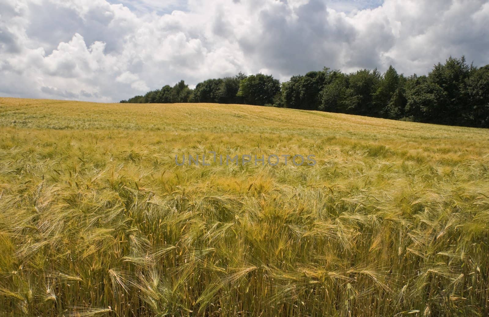 Riping grain on the fields in summer sun by Colette