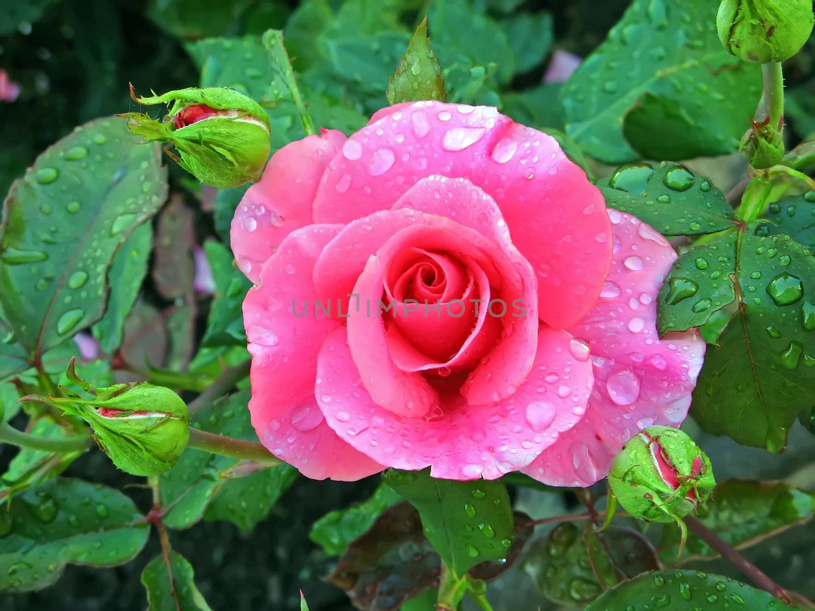 that is a macro with pink rose and water drops