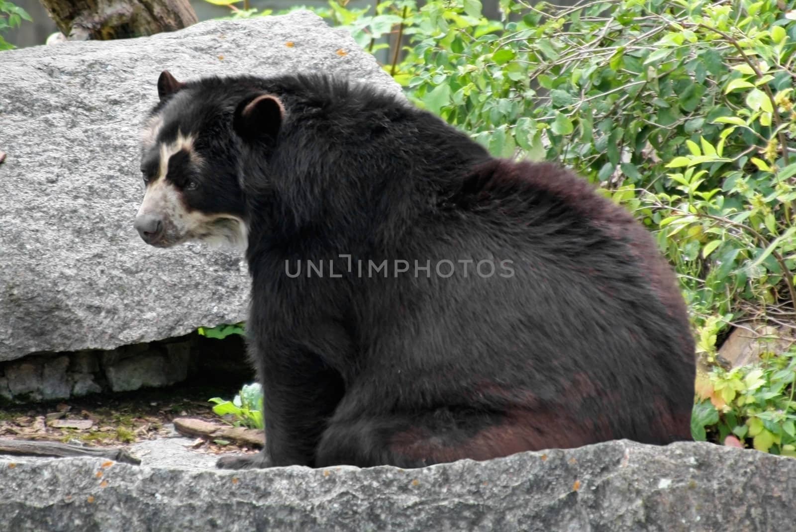 This image shows a portrait from a Andean bear