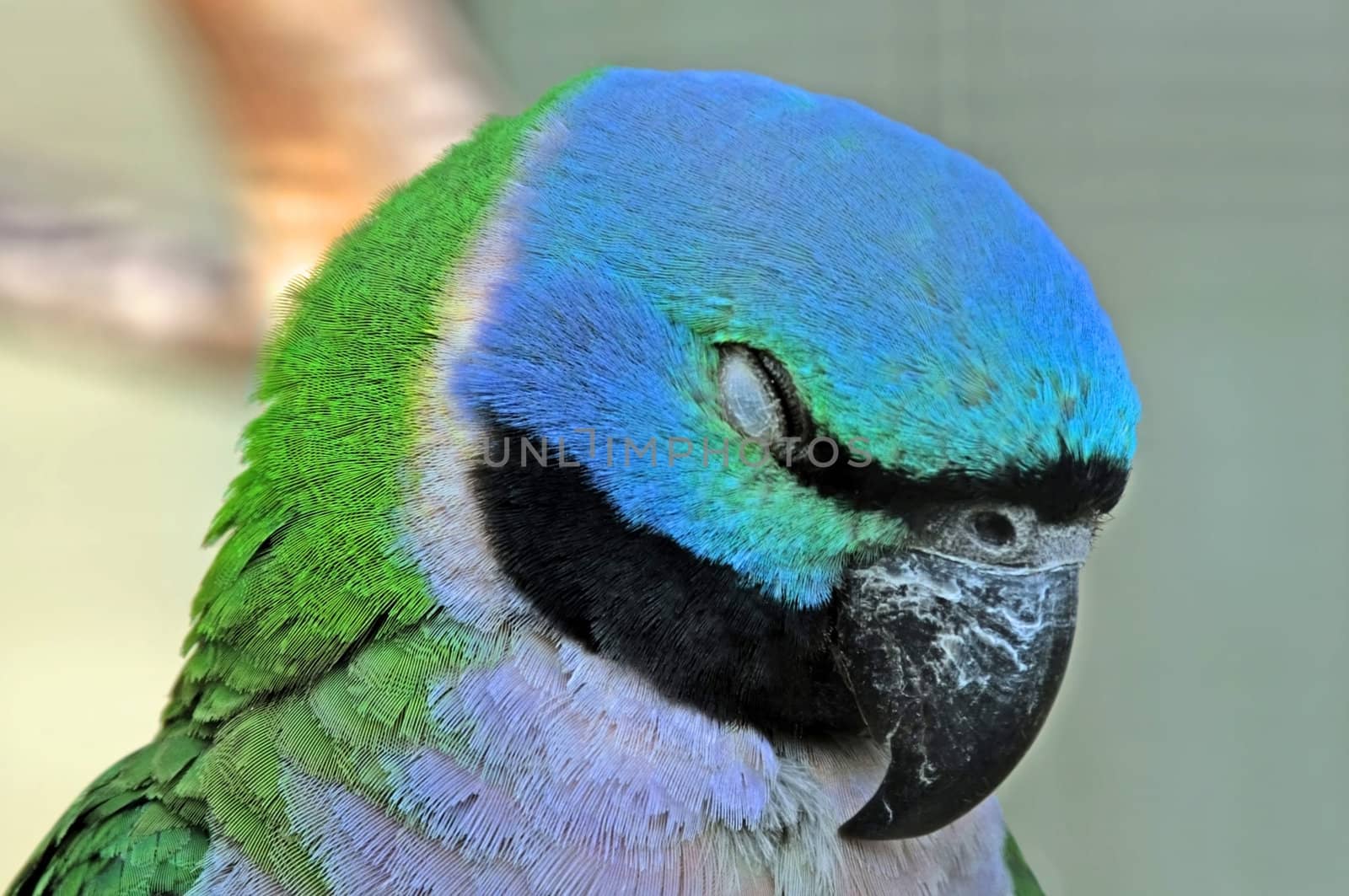 This image shows a portrait from a sleeping parrot