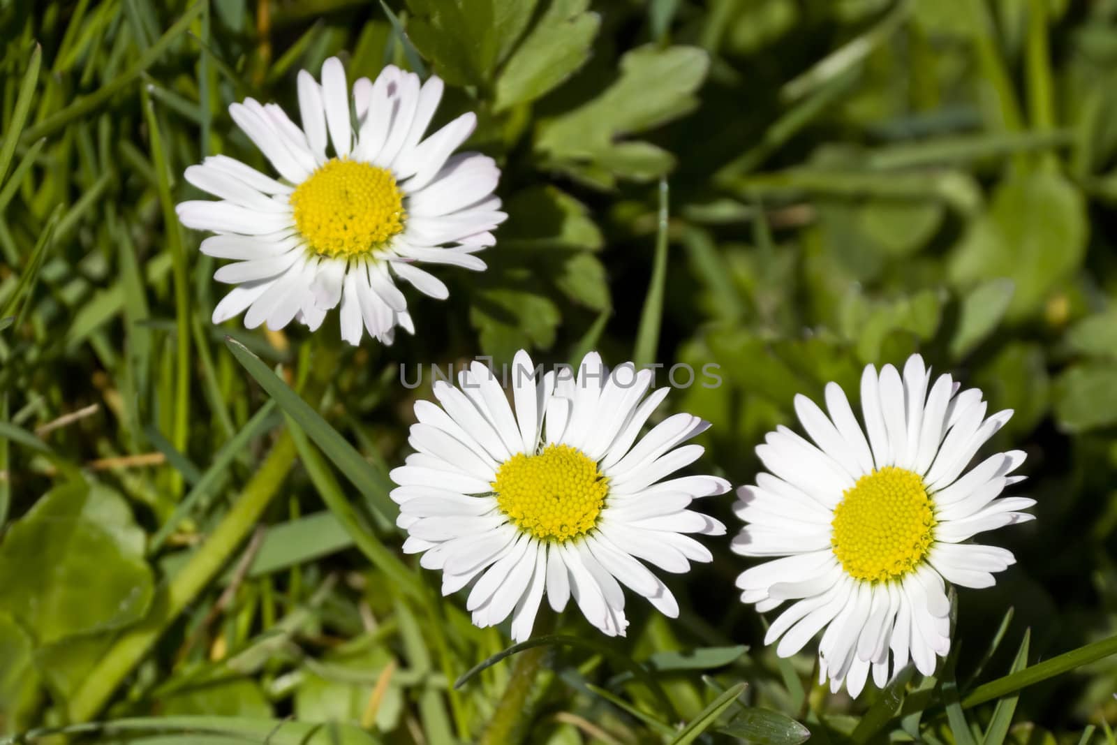This image shows a macro from 3 little daisy