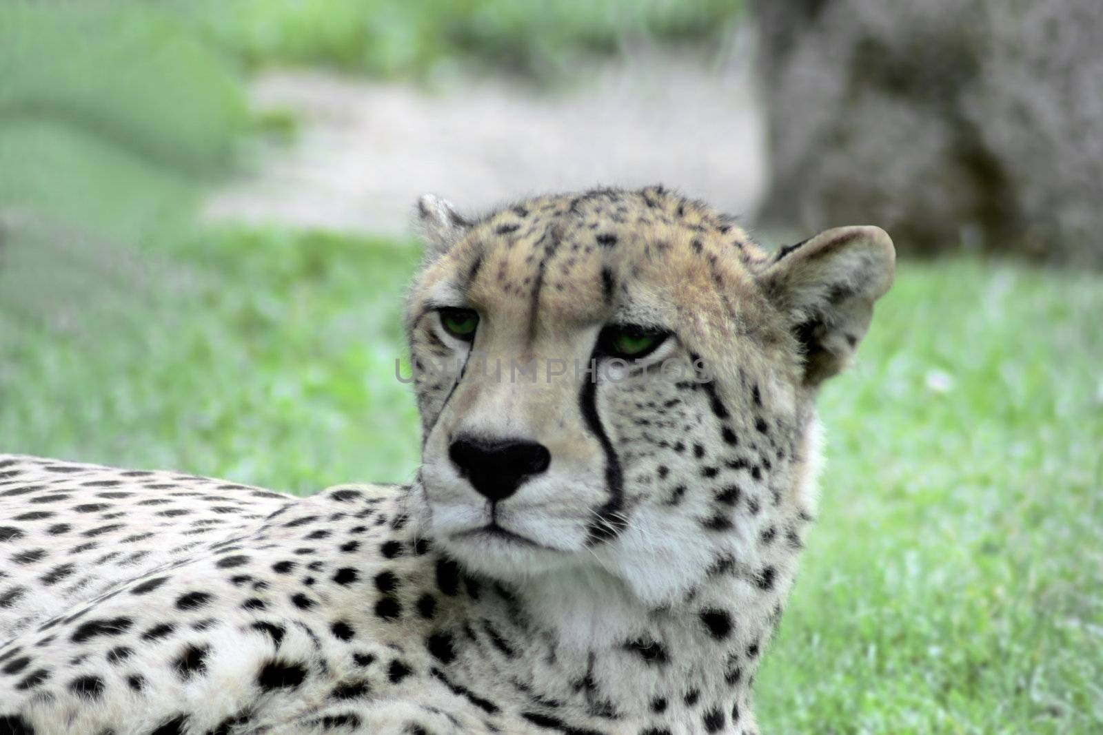 Cheetah by Ragnar