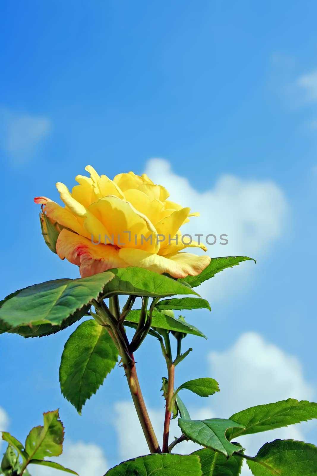 This image shows a macro from a yellow rose