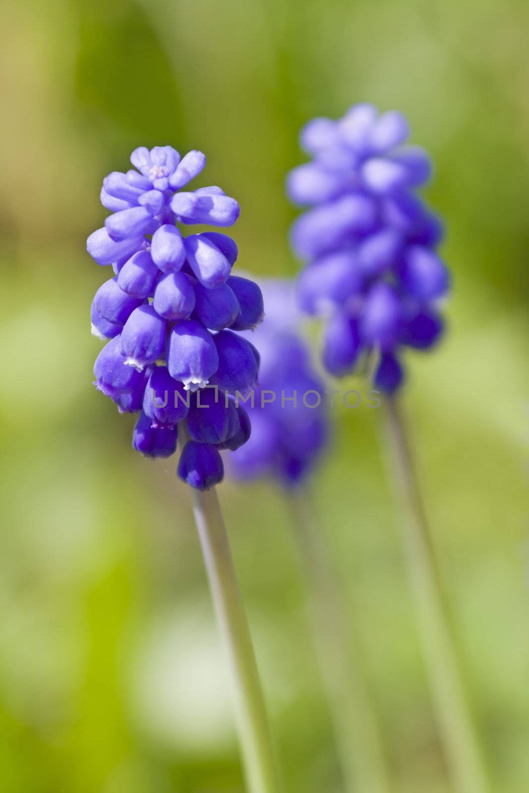 This image shows a macro from a grape hyacinth