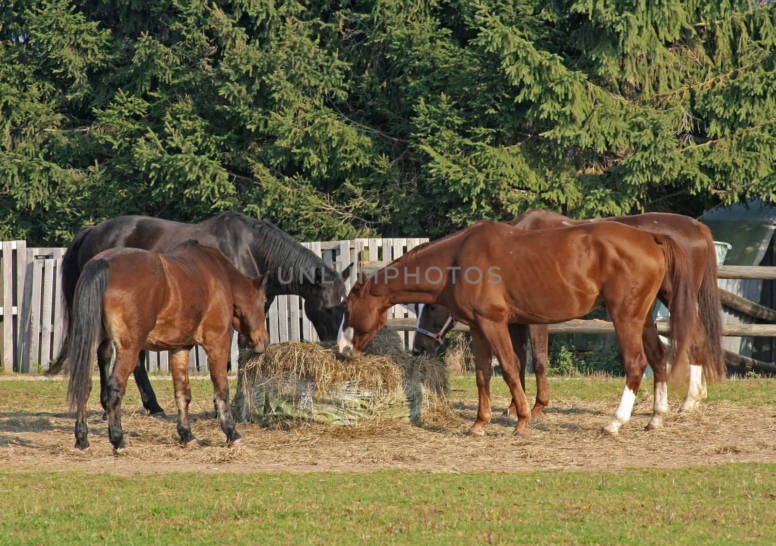 this image shows four horses at feed