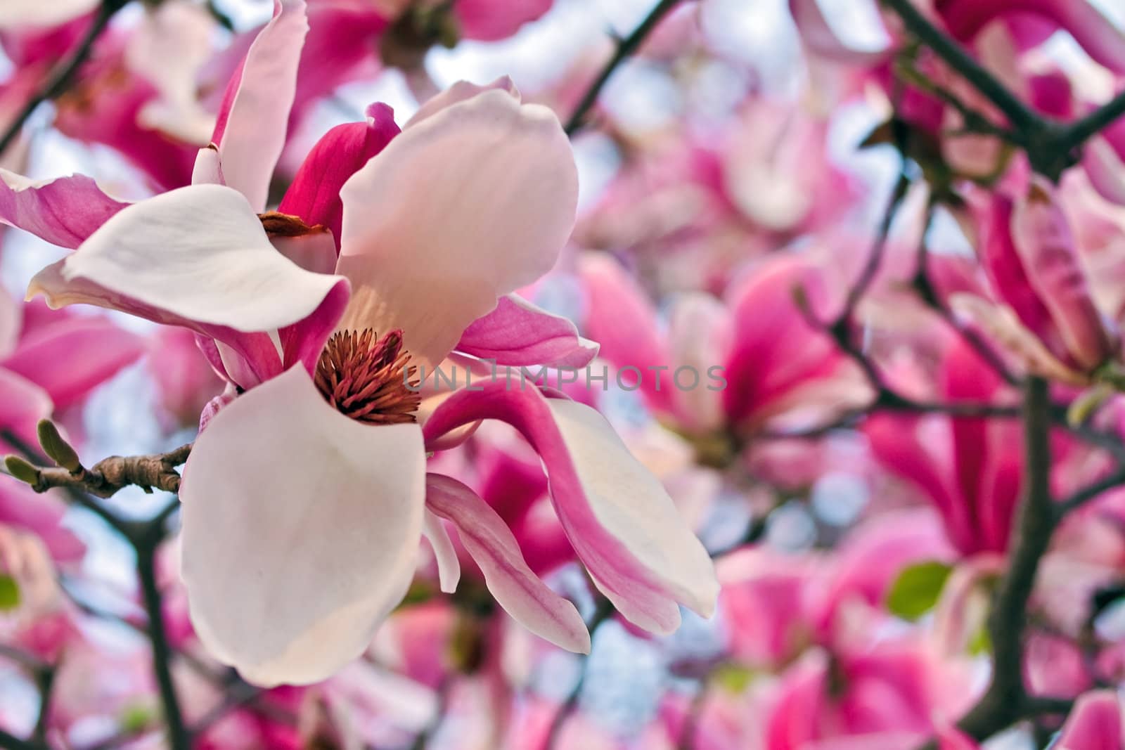 Blooming magnolia by dsmsoft