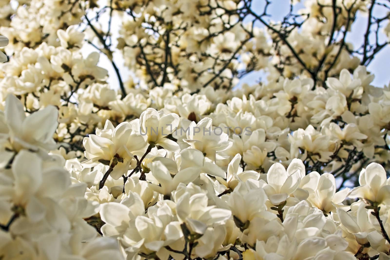 Blooming magnolia by dsmsoft