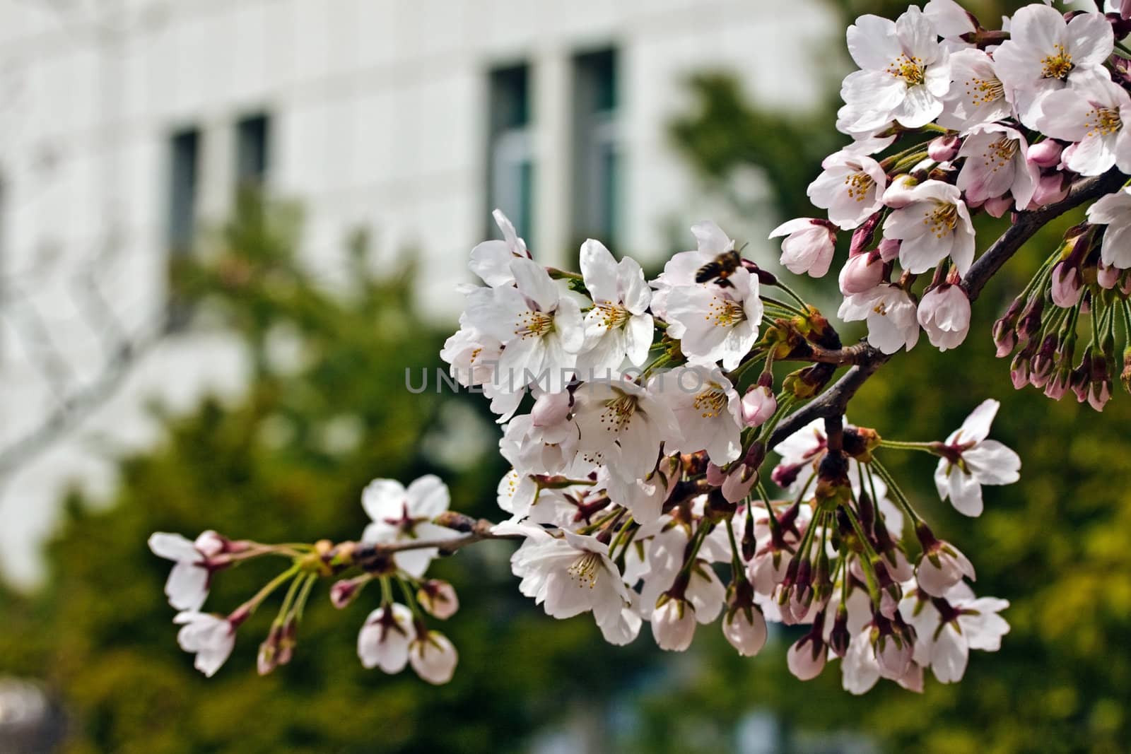 Branch of blooming sakura with a bee