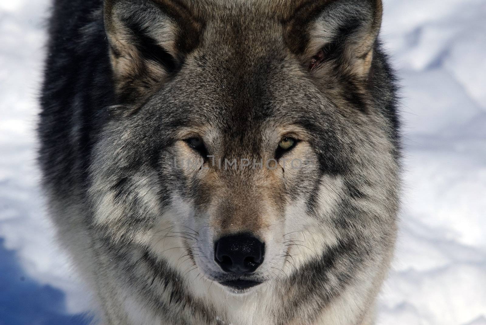 Close-up portrait of a gray wolf in Winter