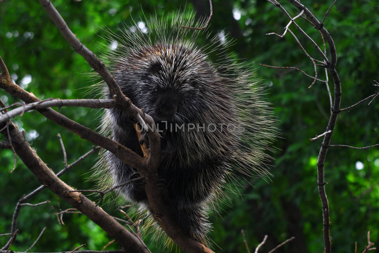 Close-up portrait of a big porcupine in a tree
