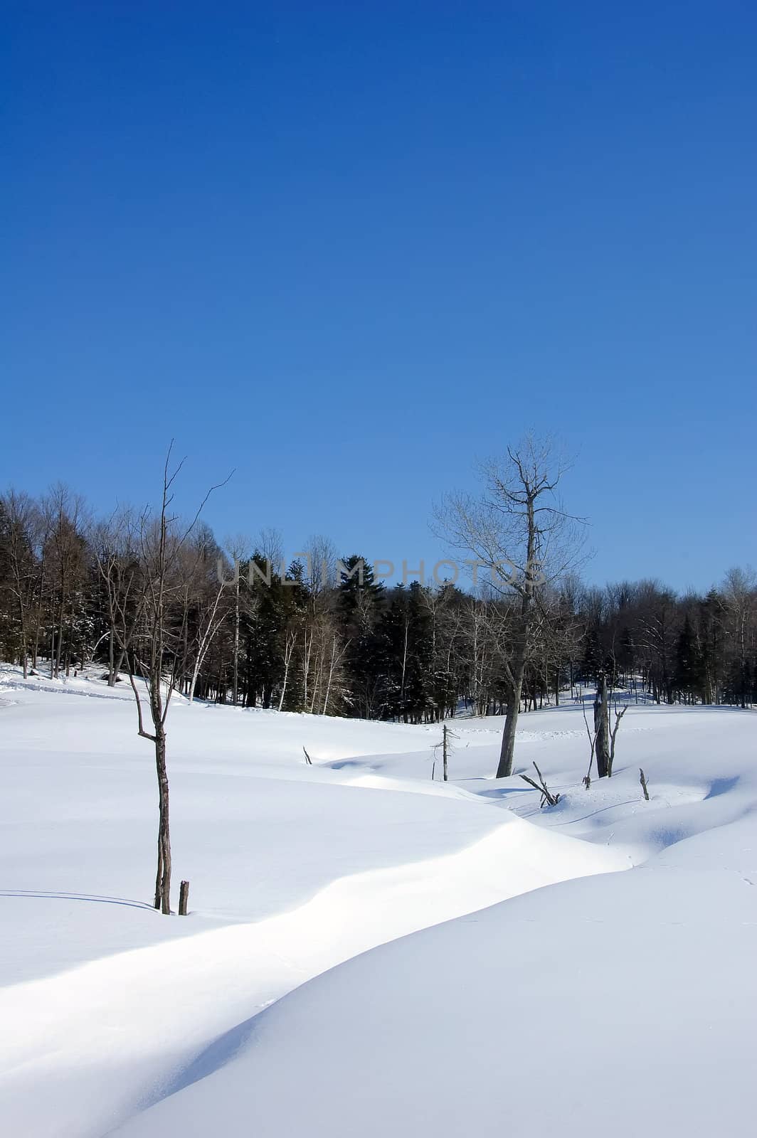 Winter landscape with a bright blue sky