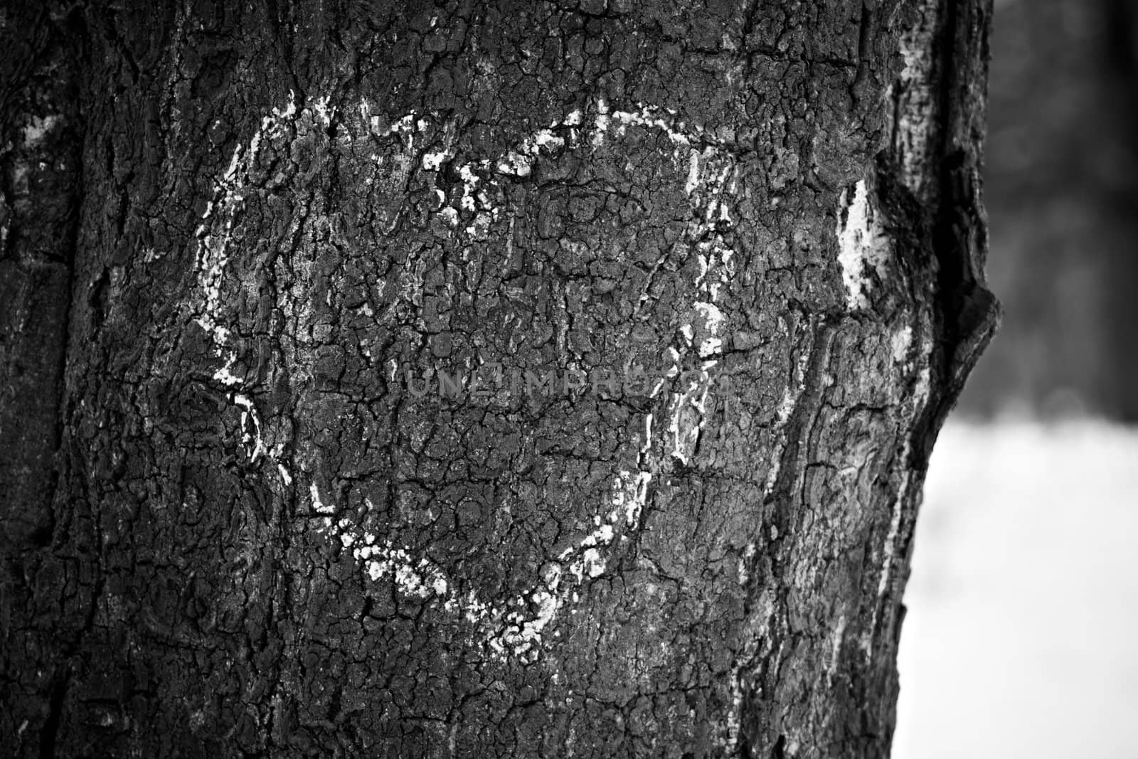 Heart drawn on tree trunk, monochrome image.