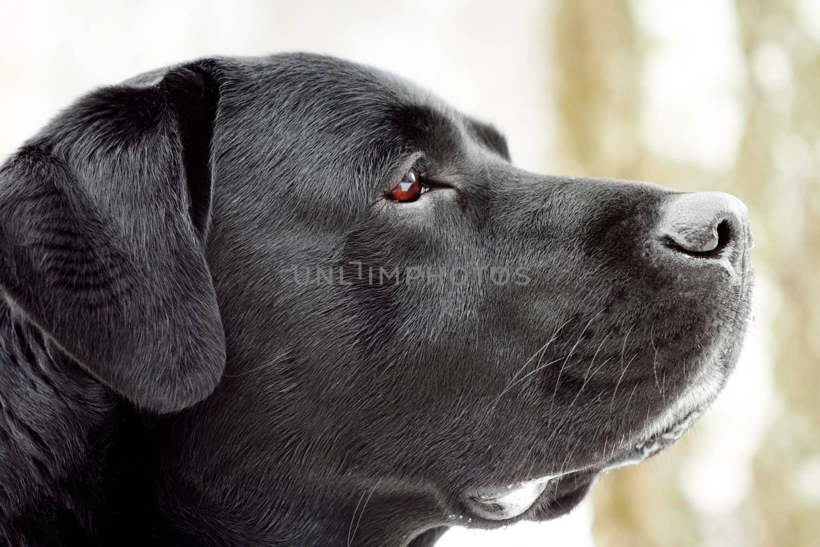 Labrador's head in profile. by pashabo