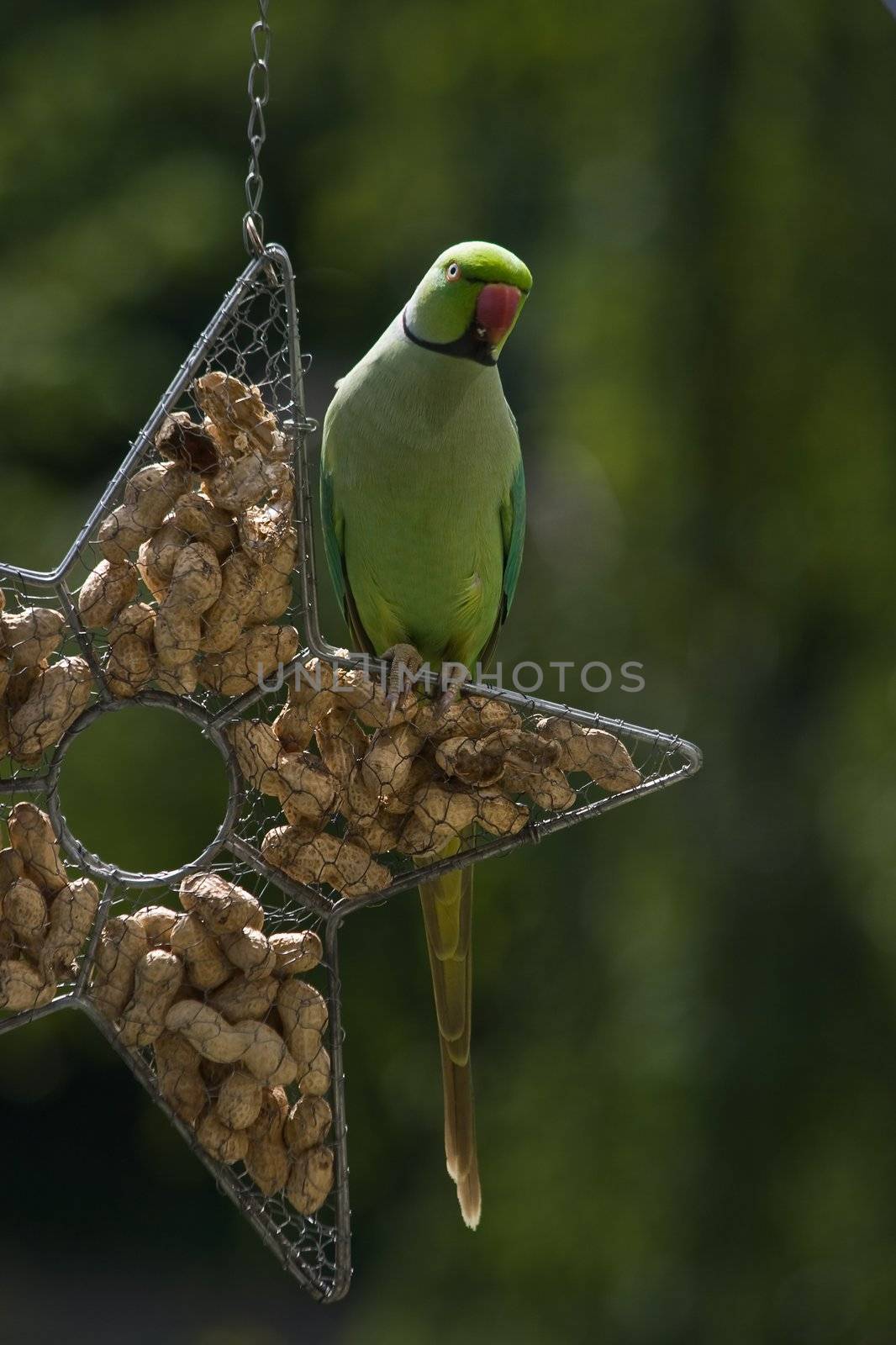 Rose-ringed parakeet or ringnecked parakeet sitting on feeding hanger filled with peanuts