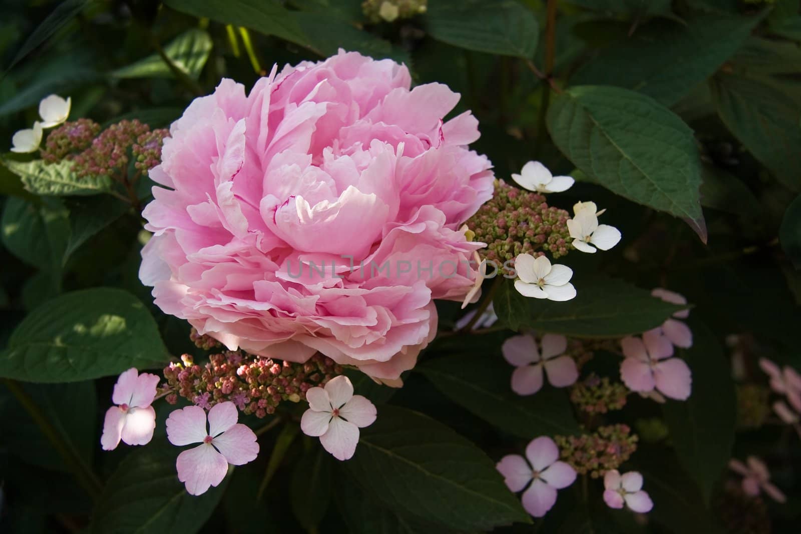 Lacecap hydrangea flowers with pink peony in the garden in summer