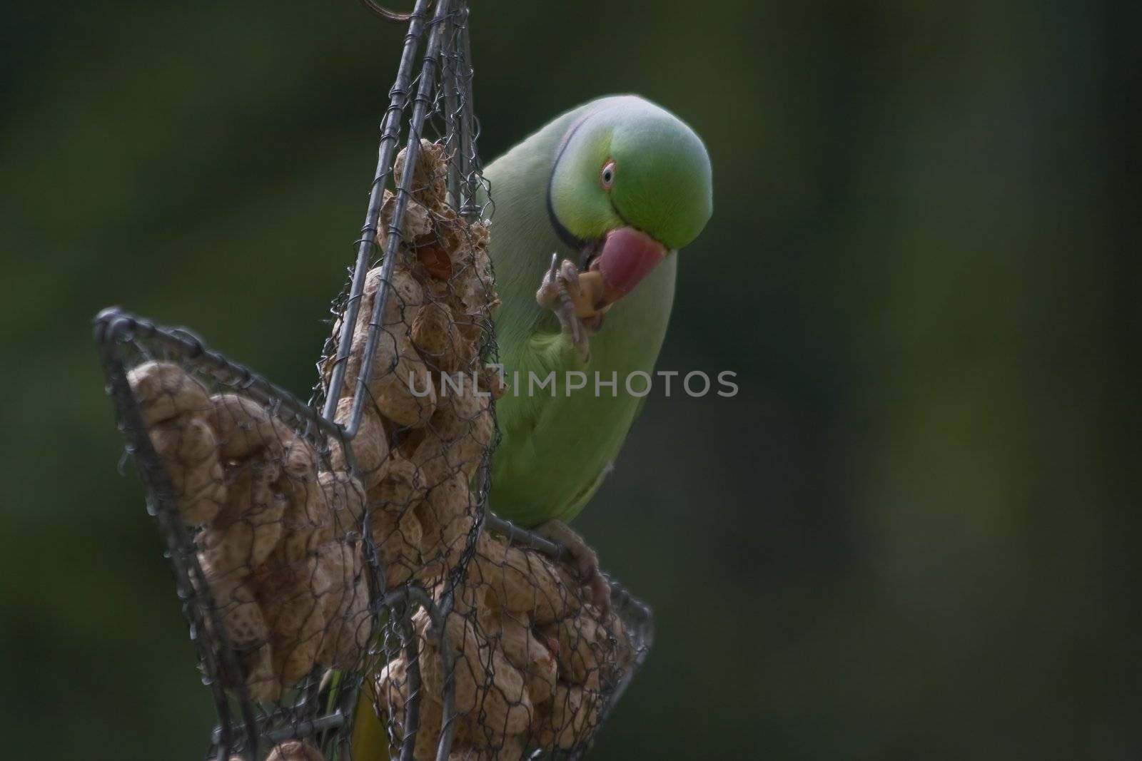 Rose-ringed parakeet eating peanuts by Colette
