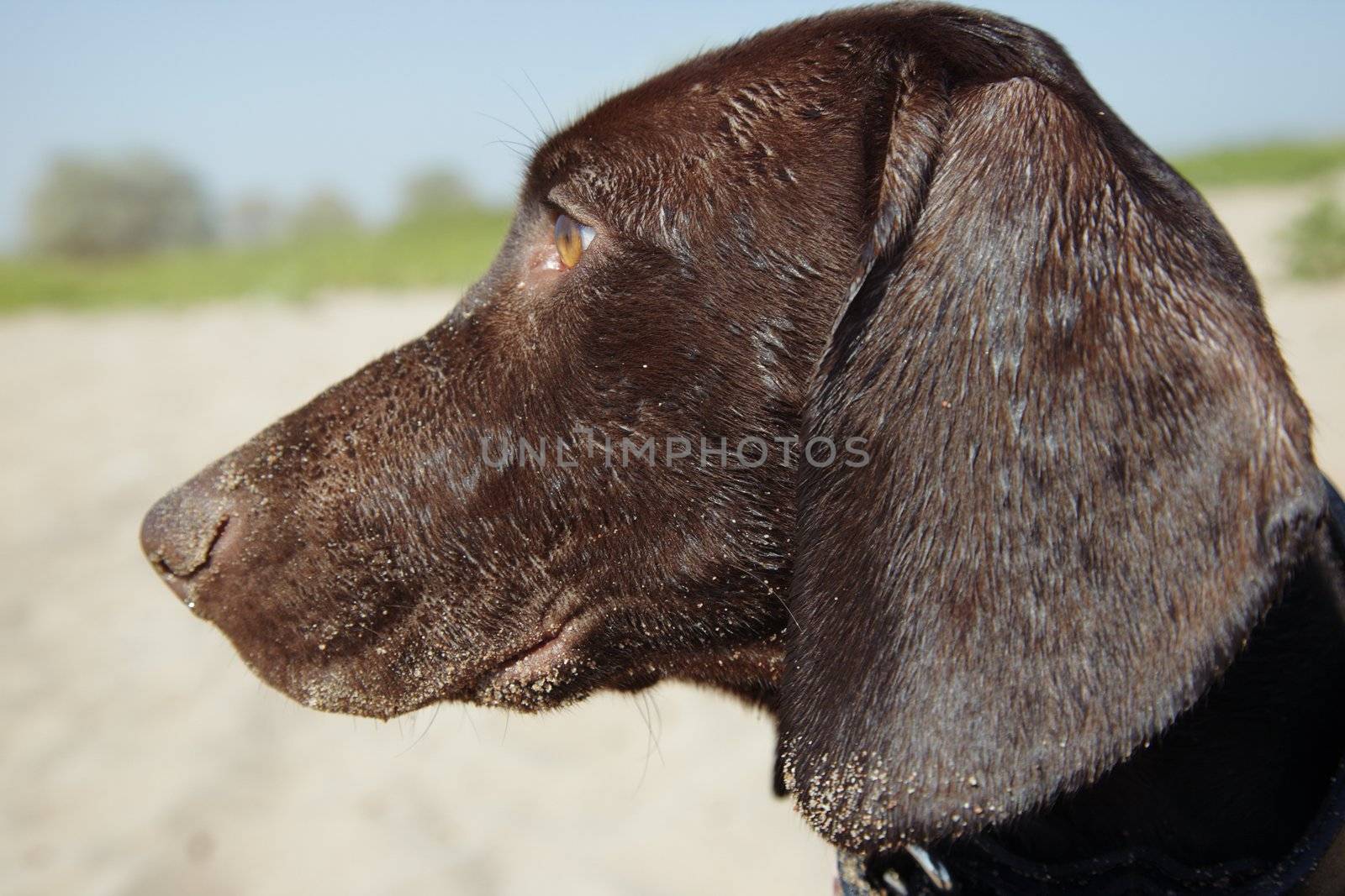 Young Kurzhaar puppy outdoors looking to the side. Natural colors and light 