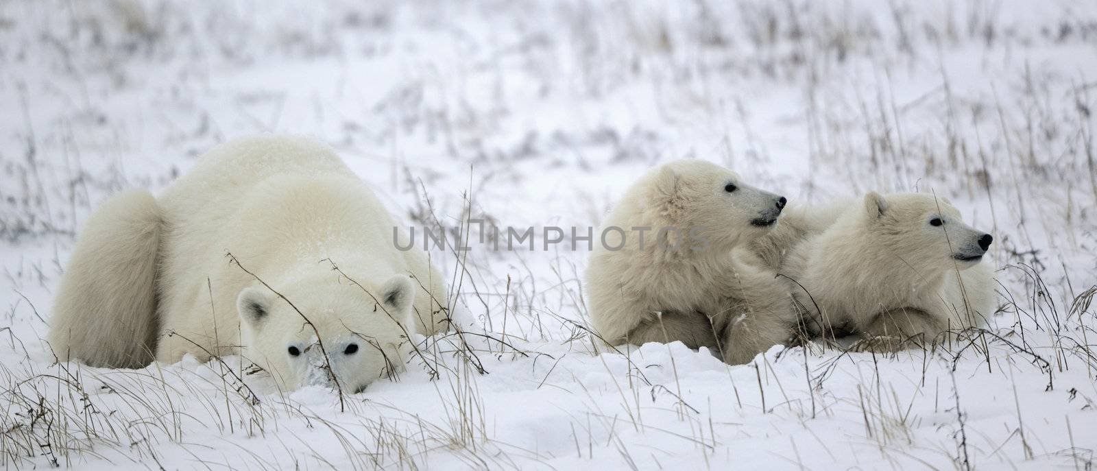 Polar she-bear with cubs. The polar she-bear  with two kids on snow-covered coast.