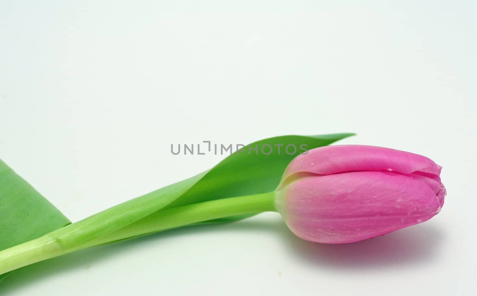 One Pink Tulip by mcolleen
