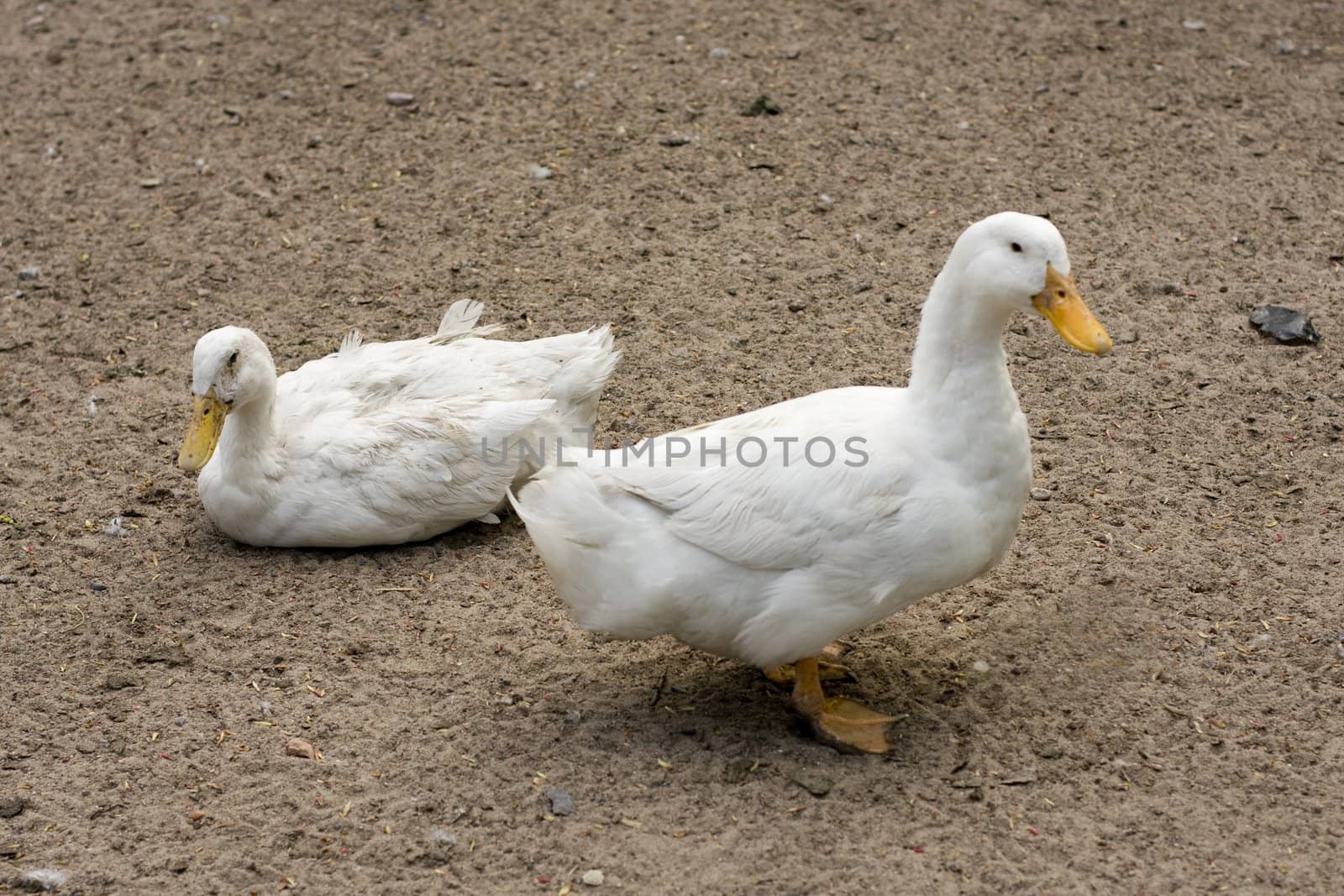 couple of duck in the saint'petersburg zoo