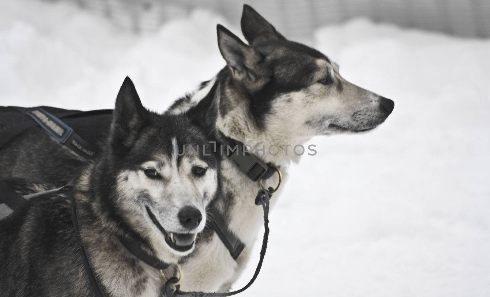 closeup of huskys in the snow