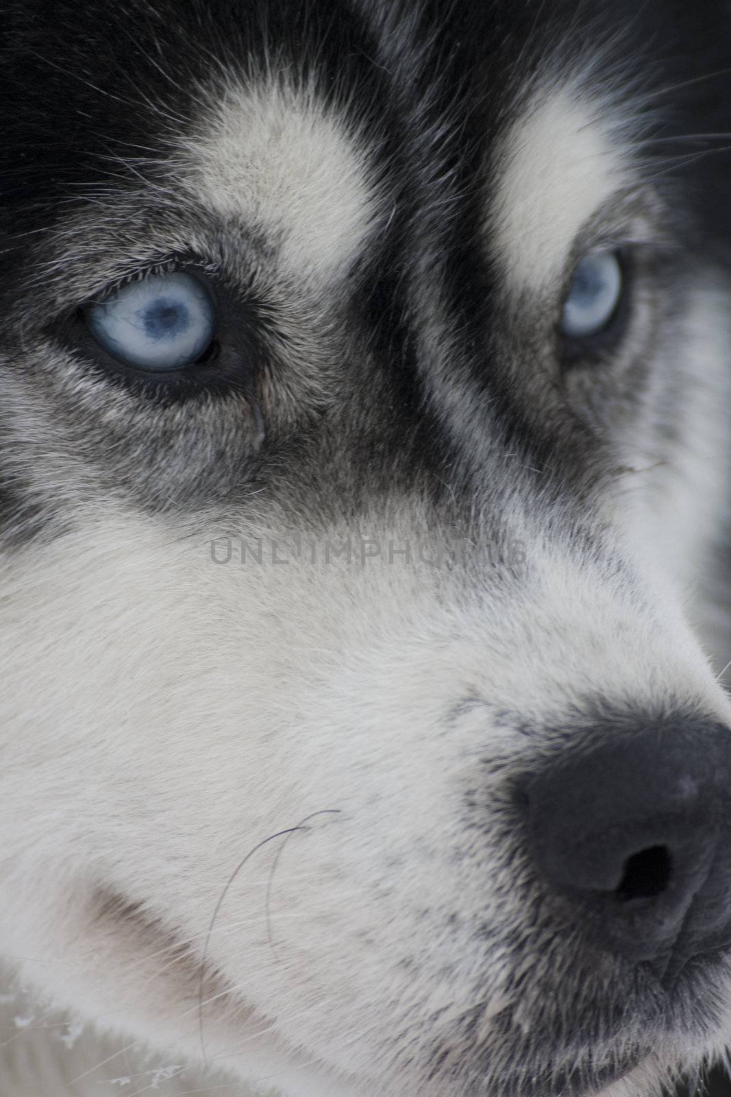closeup of huskys in the snow