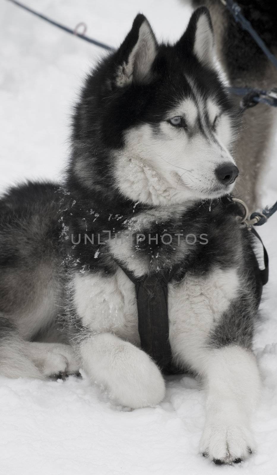 closeup of huskys in the snow