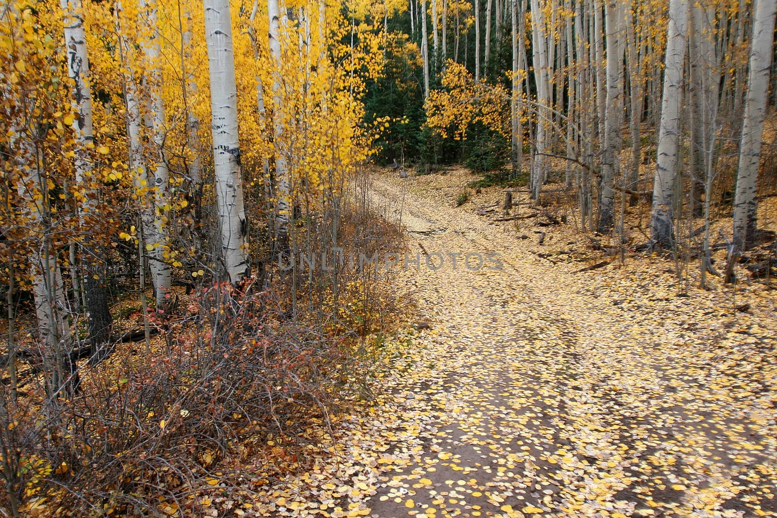 Autumn Aspen Path by Auldwhispers