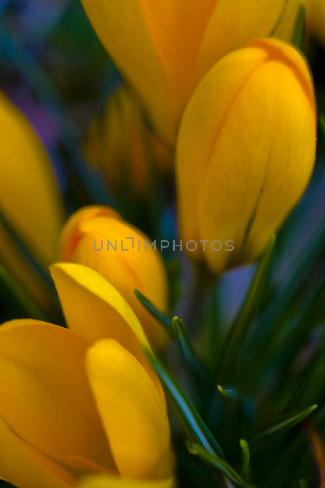 yellow tulips