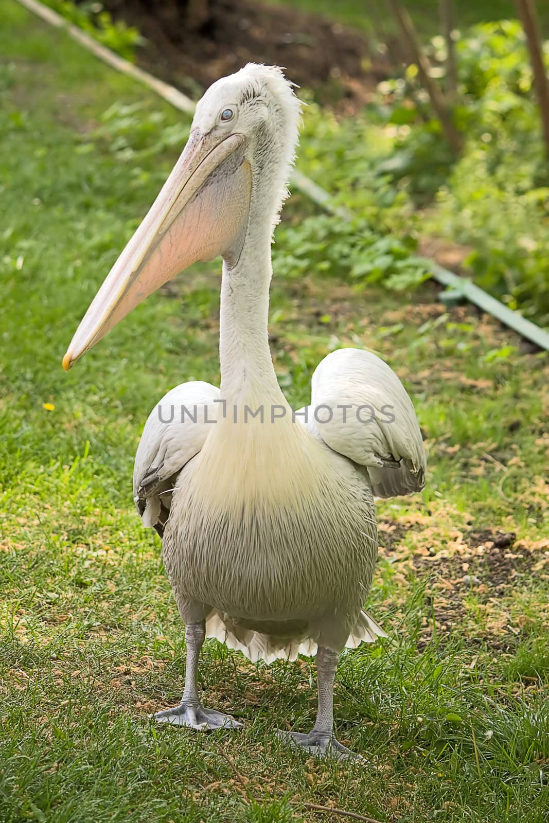 Pelican close-up on  background of grass in  zoo, Russia.