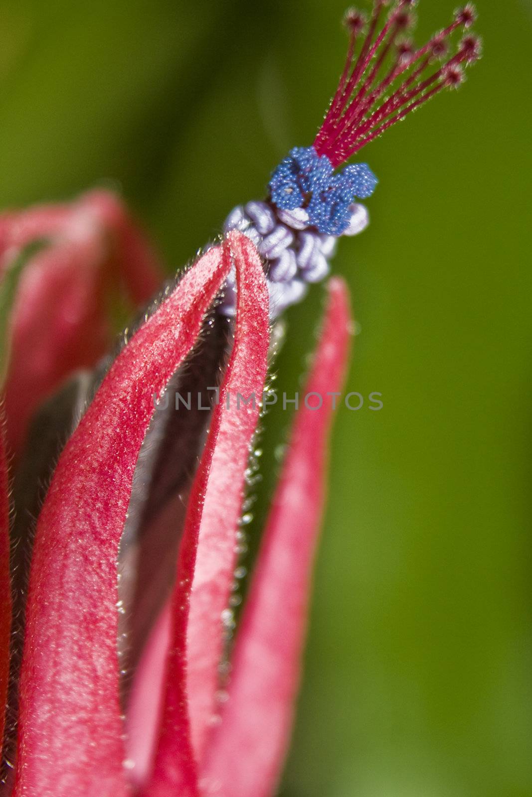 exotic flower in pink