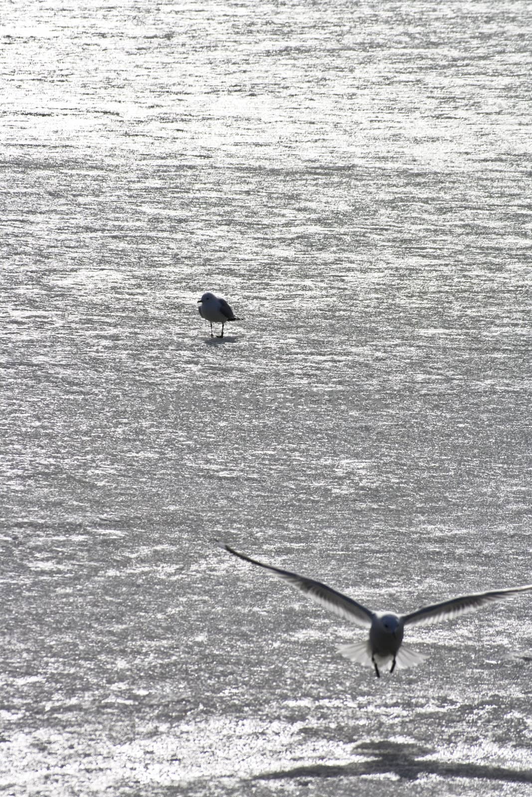 seagulls on frozen water