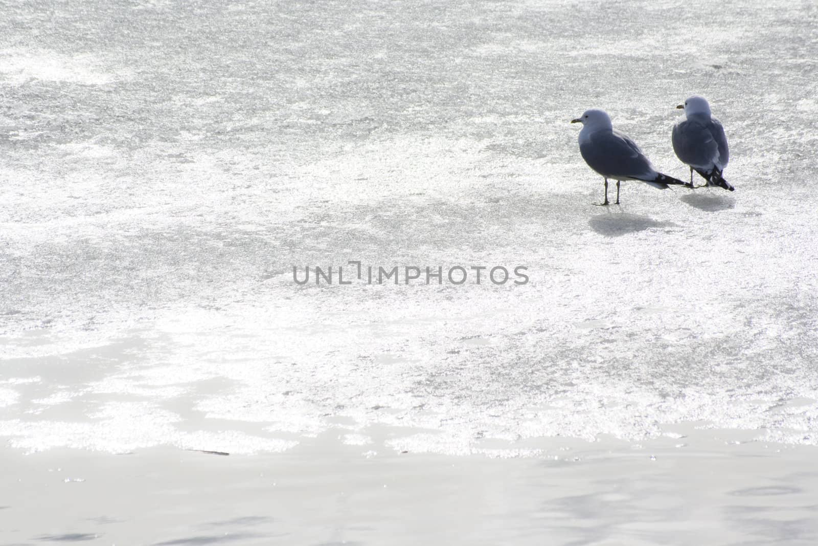 seagulls on frozen water