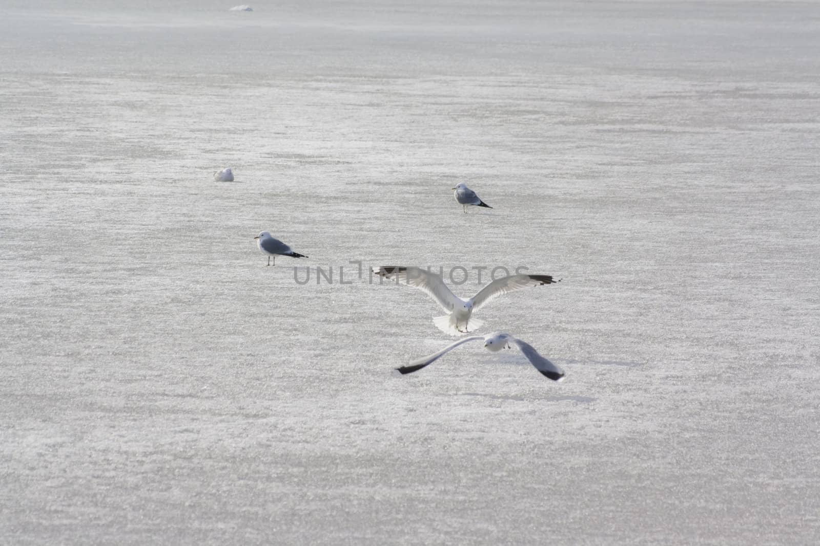 seagulls on frozen water