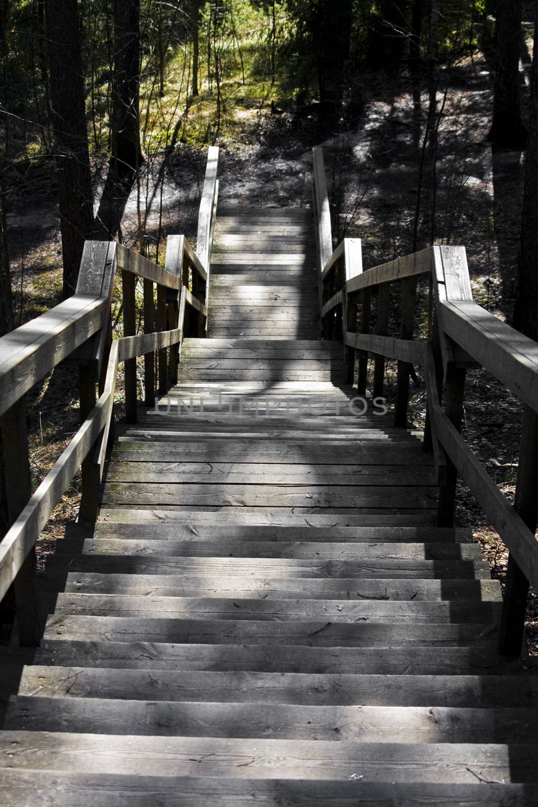 steps in a forrest