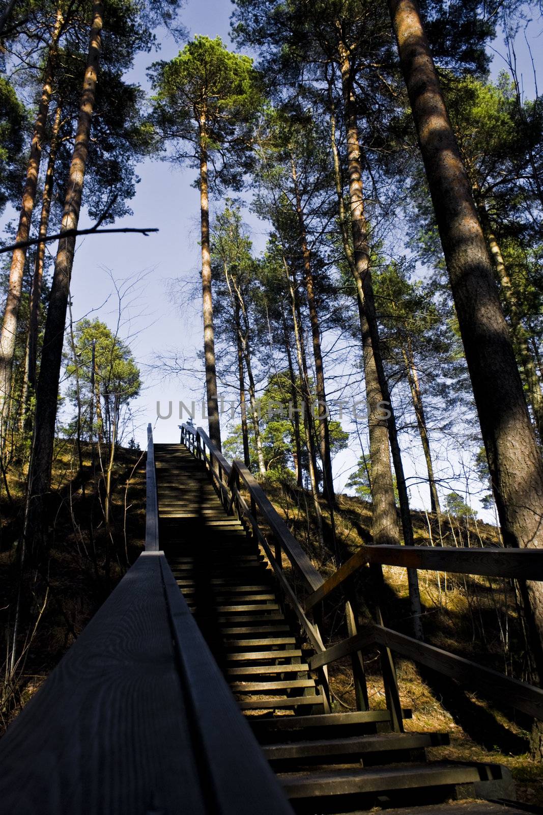 stairs in a forrest